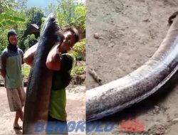 Heboh! Warga Lebong Berhasil Menangkap Ikan Sidat Jumbo Seberat 36 Kg