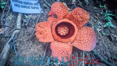 Keunikan Bunga Rafflesia Gadutensis yang Kembali Mekar di Daerah Kemumu Bengkulu Utara