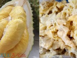 Keistimewaan Kuliner Bengkulu: Memahami Tempoyak, Hidangan Ikonik dengan Proses Pembuatannya