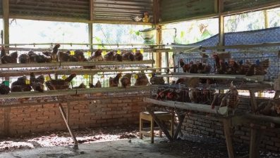 Metode Pemberian Vaksin untuk Ayam, Berikut Penjelasan dari Guru SMK N 3 Bengkulu Utara