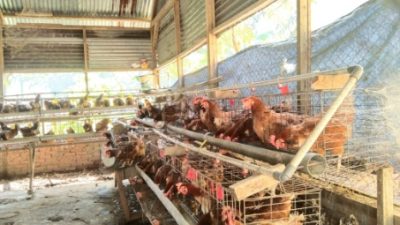 Tiga Langkah Strategi SMK Negeri 3 Bengkulu Utara dalam Pemasaran Telur, Berikut Penjelasannya