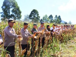 Polres Lebong Gelar Panen Raya Jagung Serentak Tahap I untuk Dukung Swasembada Pangan