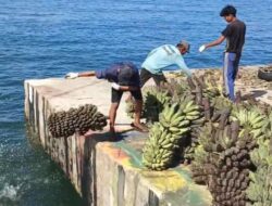 Transportasi Laut Lumpuh, Petani Enggano Buang Hasil Bumi ke Laut