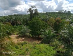 Konflik Lahan Kian Memanas, Pemdes Air Sebayur Pastikan Klaim Durian Hamparan Tidak Berdasar