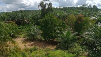 Konflik Lahan Kian Memanas, Pemdes Air Sebayur Pastikan Klaim Durian Hamparan Tidak Berdasar